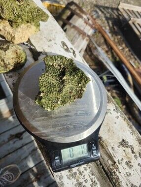 Fiji Dry Base Rock for Saltwater Aquarium Setup Natural Reef Rock Aquascaping